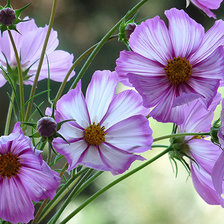 Cross stitch pattern: #685421