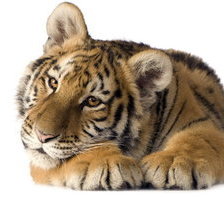 Cross stitch pattern: #688066