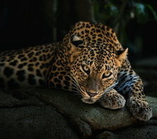 Cross stitch pattern: #688220