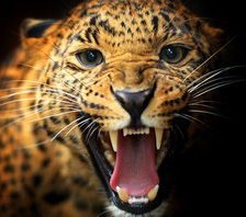 Cross stitch pattern: #688226