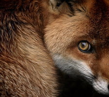 Cross stitch pattern: #688254