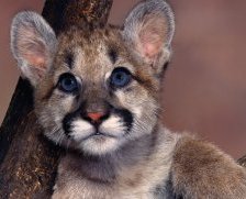 Cross stitch pattern: #688702