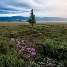 Cross stitch pattern: #689573