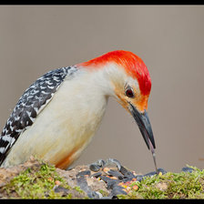 Cross stitch pattern: #692015