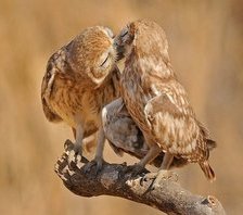 Cross stitch pattern: #692509