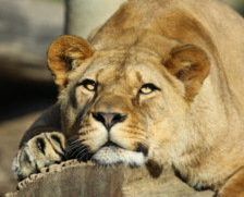 Cross stitch pattern: #694744