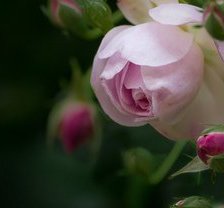 Cross stitch pattern: #694808