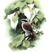 Cross stitch pattern: #696770