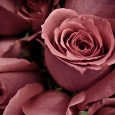 Cross stitch pattern: #706558