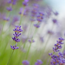 Cross stitch pattern: #709938