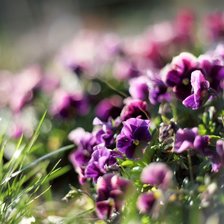 Cross stitch pattern: #709946