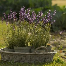 Cross stitch pattern: #709951