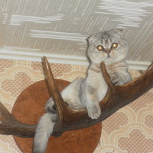 Cross stitch pattern: #716599