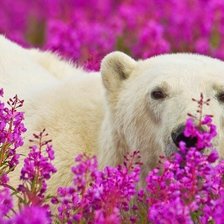 Cross stitch pattern: #719566