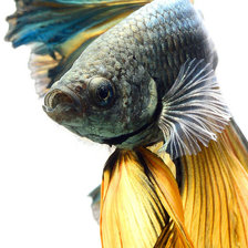 Cross stitch pattern: #719611