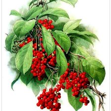 Cross stitch pattern: #723150