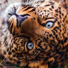 Cross stitch pattern: #731904