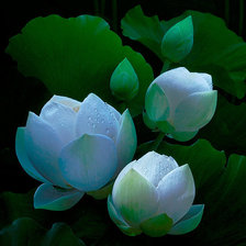 Cross stitch pattern: #736073