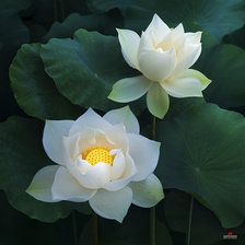 Cross stitch pattern: #736077