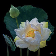 Cross stitch pattern: #736078