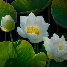 Cross stitch pattern: #736082