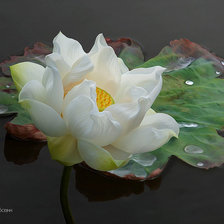 Cross stitch pattern: #736086