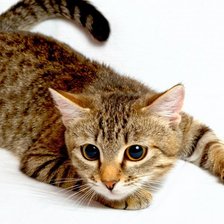 Cross stitch pattern: #739781