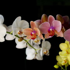 Cross stitch pattern: #740032