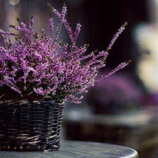 Cross stitch pattern: #742406