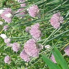 Cross stitch pattern: #743835