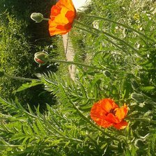 Cross stitch pattern: #743837