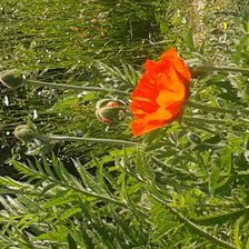 Cross stitch pattern: #743839