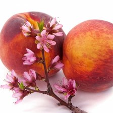 Cross stitch pattern: #746271