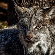 Cross stitch pattern: #751459