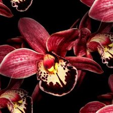 Cross stitch pattern: #752406