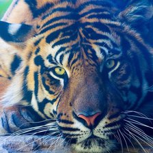 Cross stitch pattern: #753402