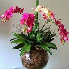 Cross stitch pattern: #753444