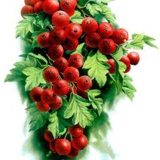 Cross stitch pattern: #759452