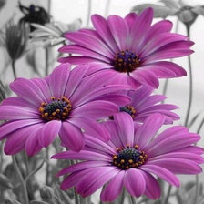 Cross stitch pattern: #762623