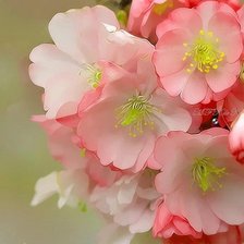 Cross stitch pattern: #763127