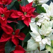 Cross stitch pattern: #765851