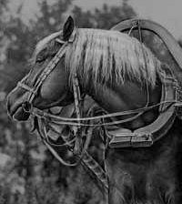 Cross stitch pattern: #775525