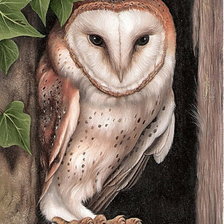 Cross stitch pattern: #788190