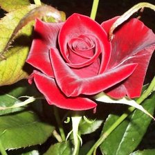 Cross stitch pattern: #791844