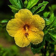 Cross stitch pattern: #801029