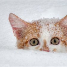 Cross stitch pattern: #801838