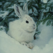 Cross stitch pattern: #801839