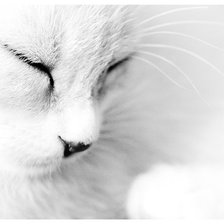 Cross stitch pattern: #801874