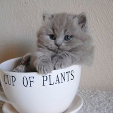 Cross stitch pattern: #802838