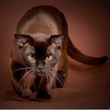 Cross stitch pattern: #802848